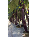Suntoday Eggfruit roxo Brinjai Beringela Long híbrido vegetal F1 Imagem de berinjela Sementeira orgânica (23001)